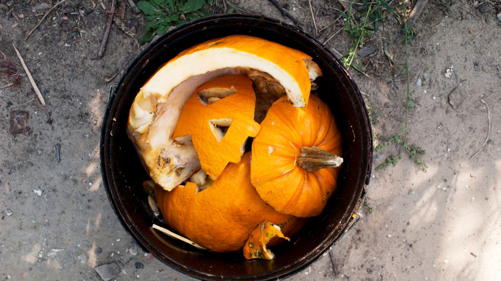 The right answer to Compost Your Halloween Pumpkins