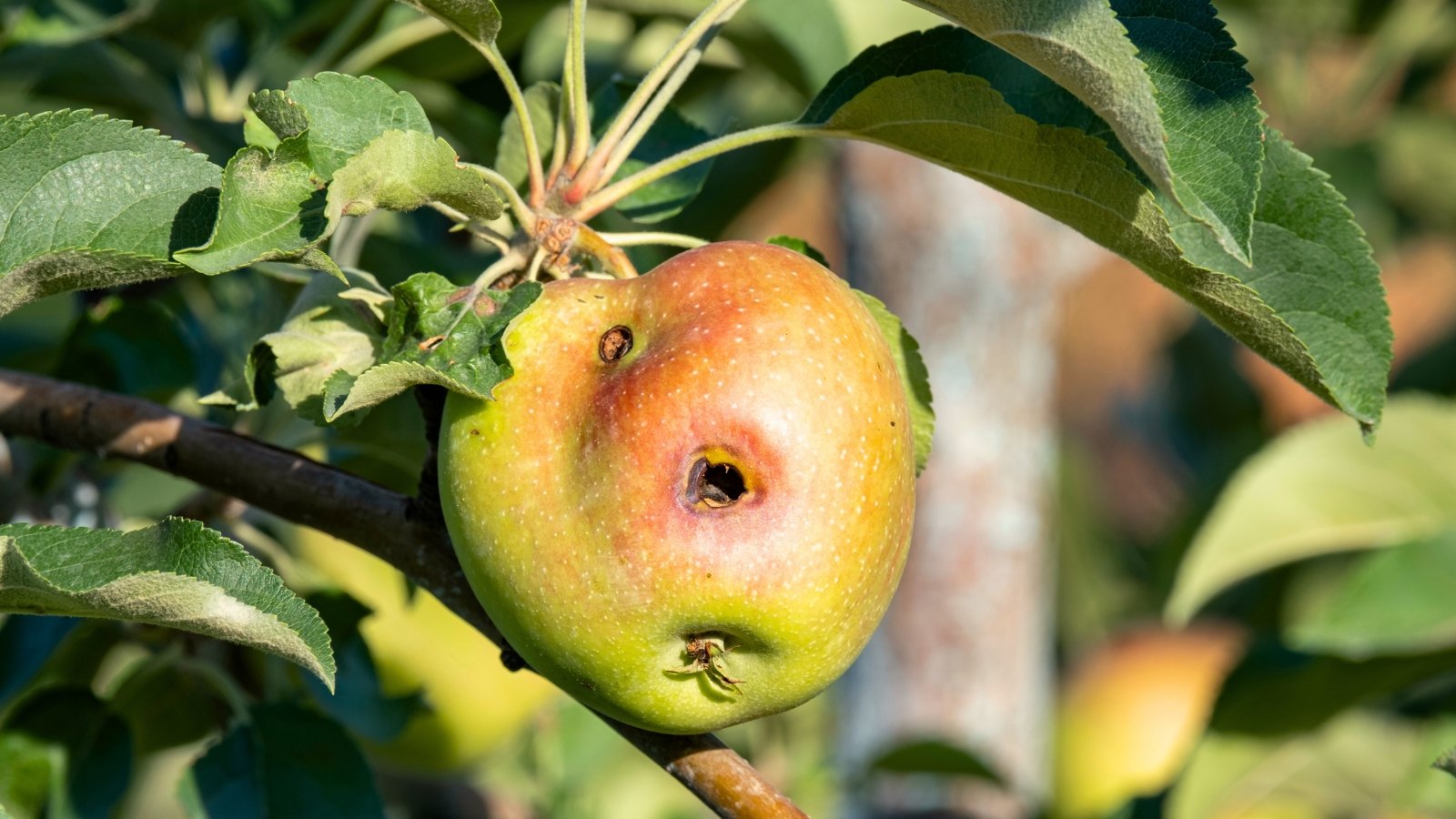 What’s Consuming My Apples? 13 Apple Tree Pests to Watch For