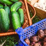 Can You Plant Cucumbers With Potatoes in Your Yard?