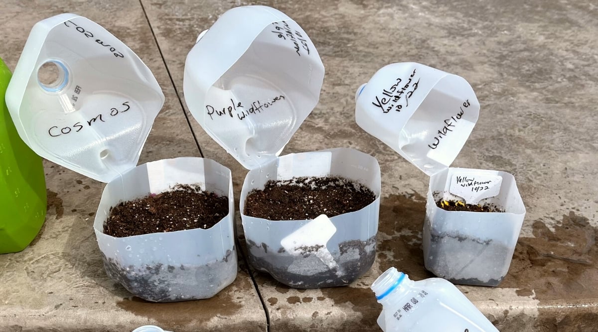 SOIL IN MILK JUGS