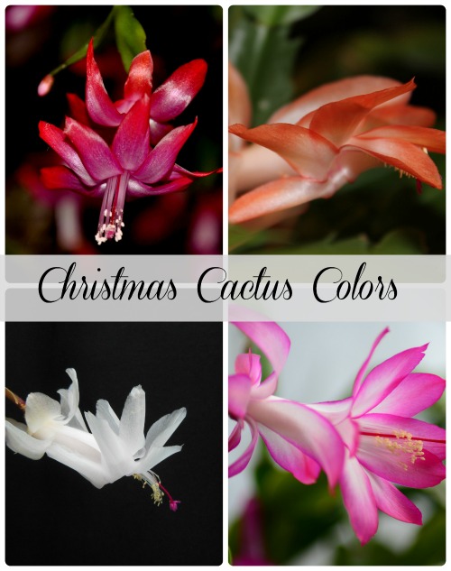 Red is not the only color for a Christmas Cactus