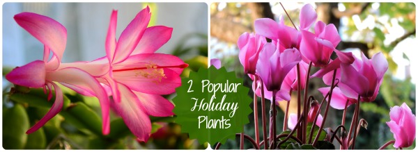 2 popular holiday plants: Cyclamens and Christmas Cactus