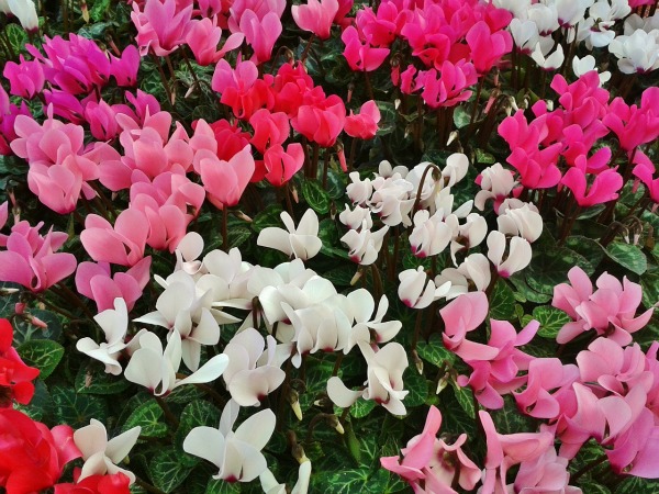 Colors of cyclamens