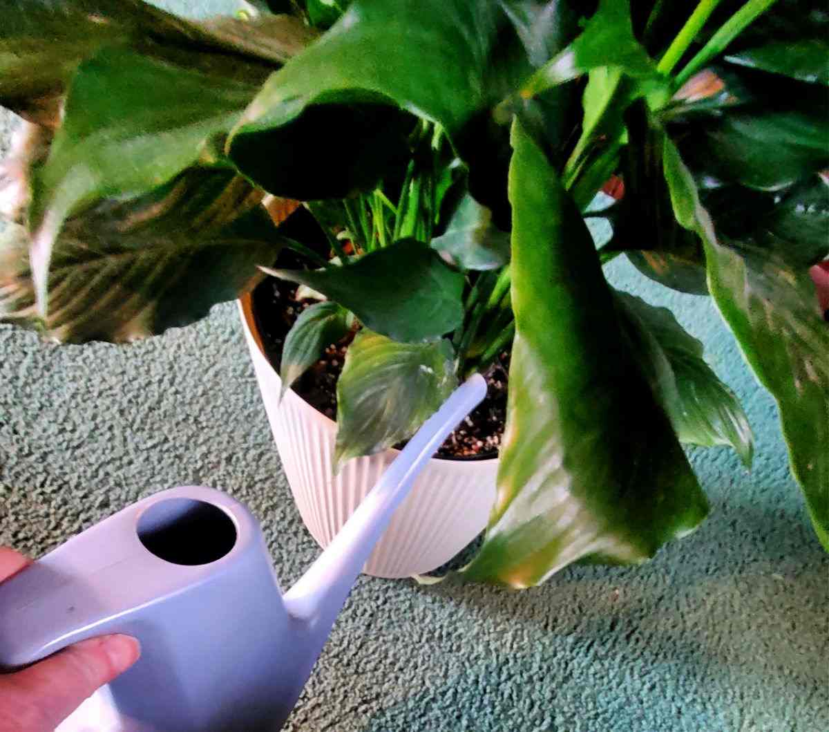 Woman with a blue watering can watering a peace lily.