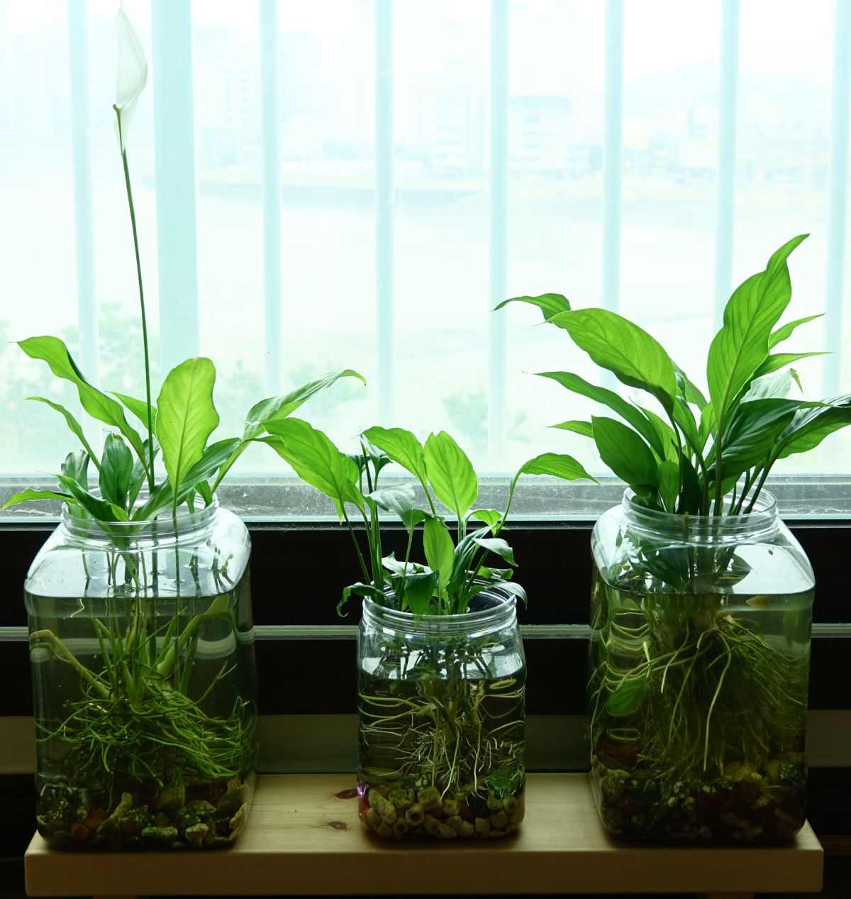 Three containers of water with spathiphyllum plants growing in them.