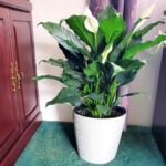 Peace Lily Care Indoors – Tips about methods to Develop Peace Lily (Spathiphyllum)