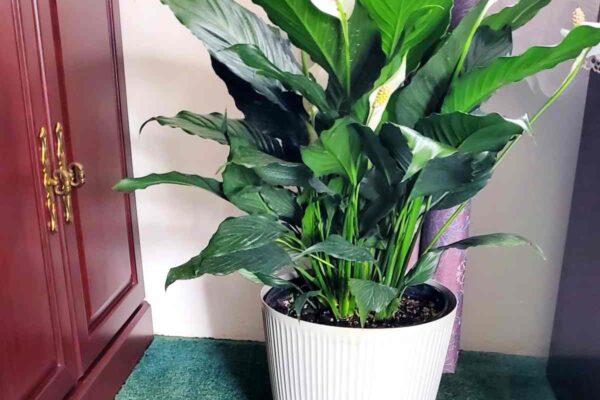 Peace Lily Care Indoors – Tips about methods to Develop Peace Lily (Spathiphyllum)