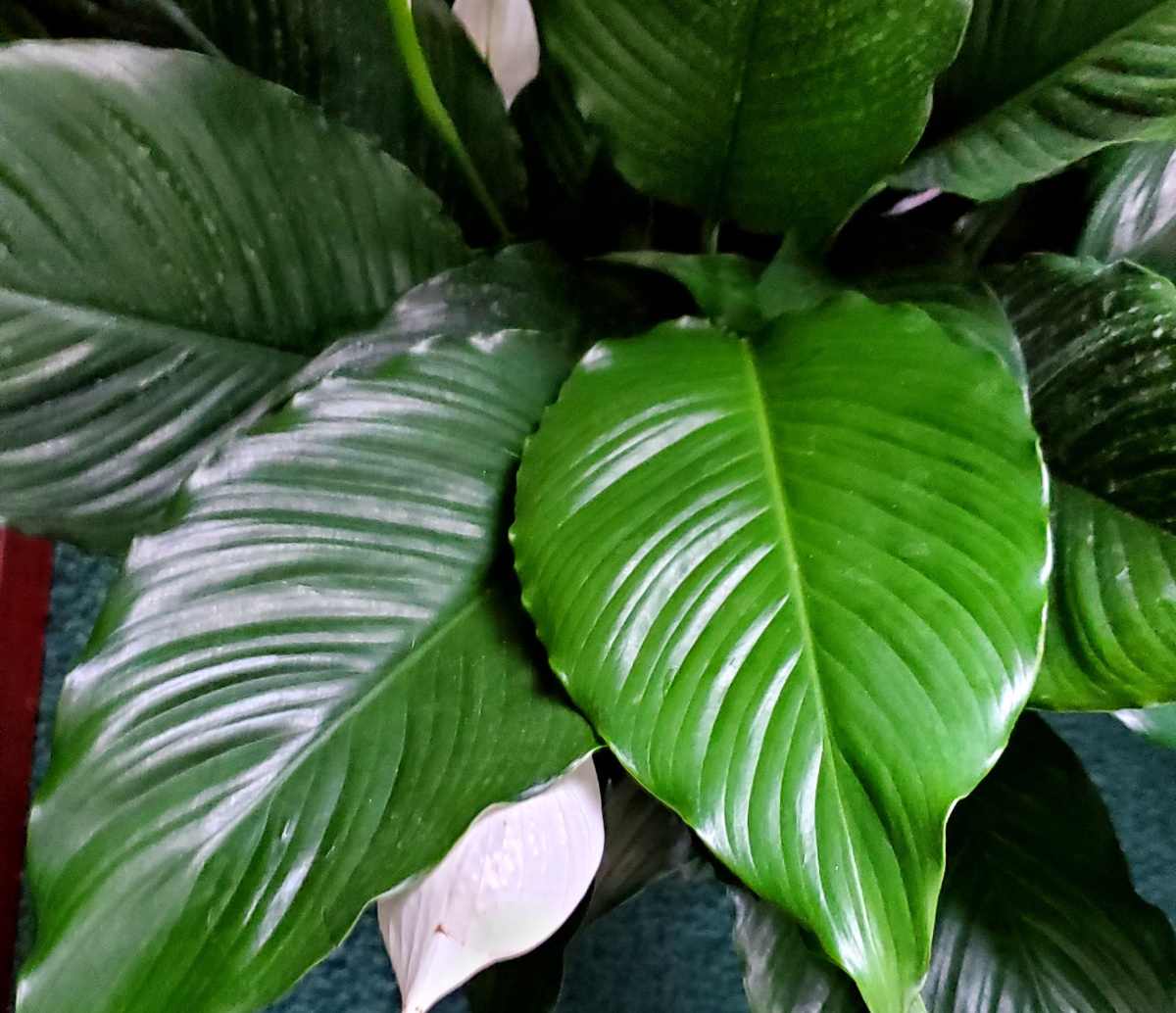 Lush foliage of spathiphyllum.