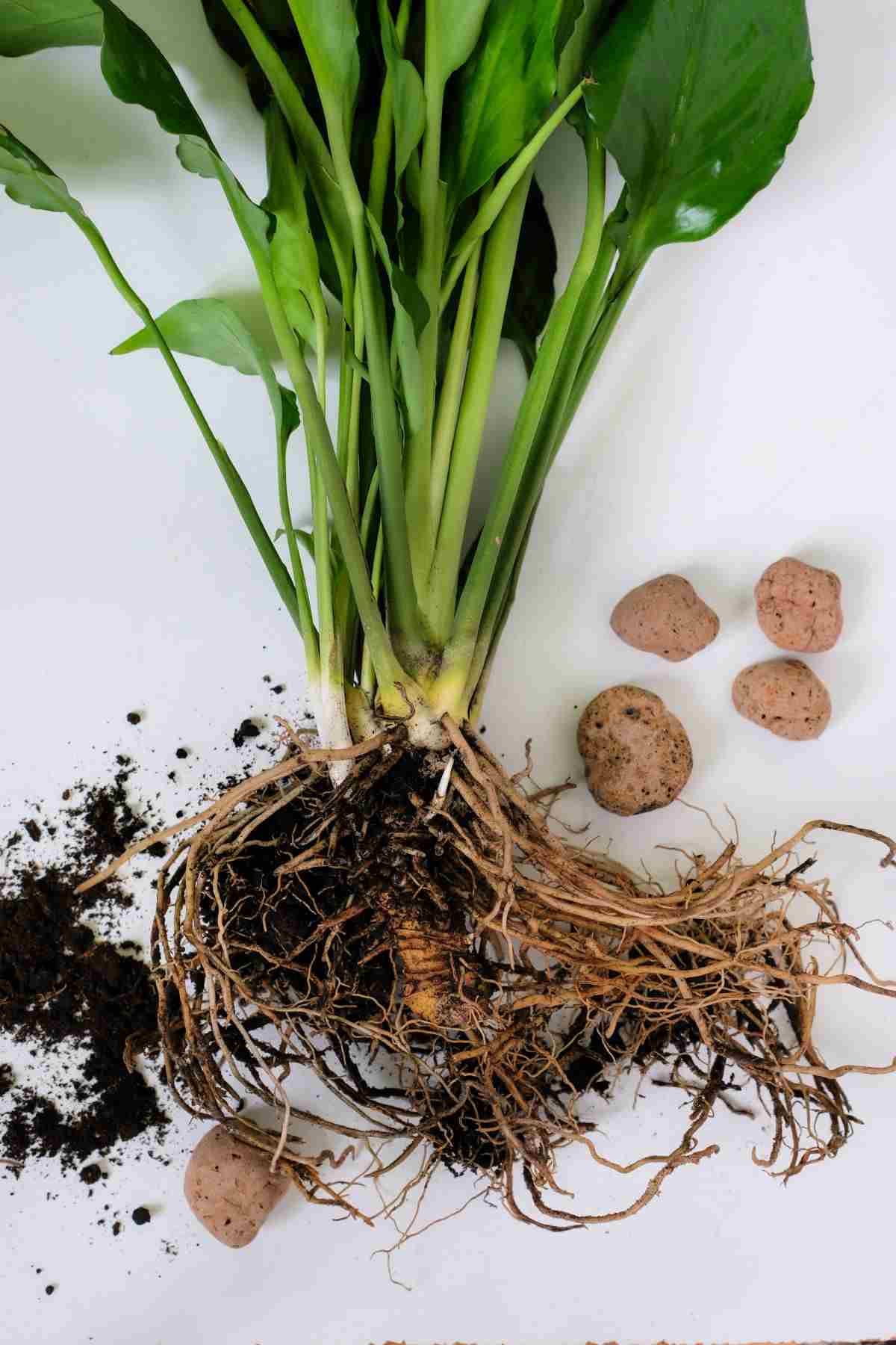 Roots of peace lily ready for division with some dirt and stones.