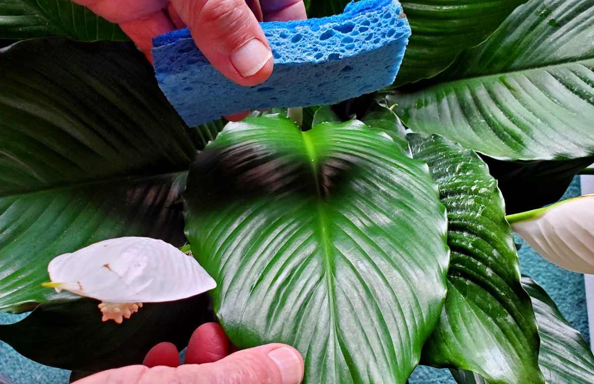 Hand with blue sponge, wiping leaves of peace lily.