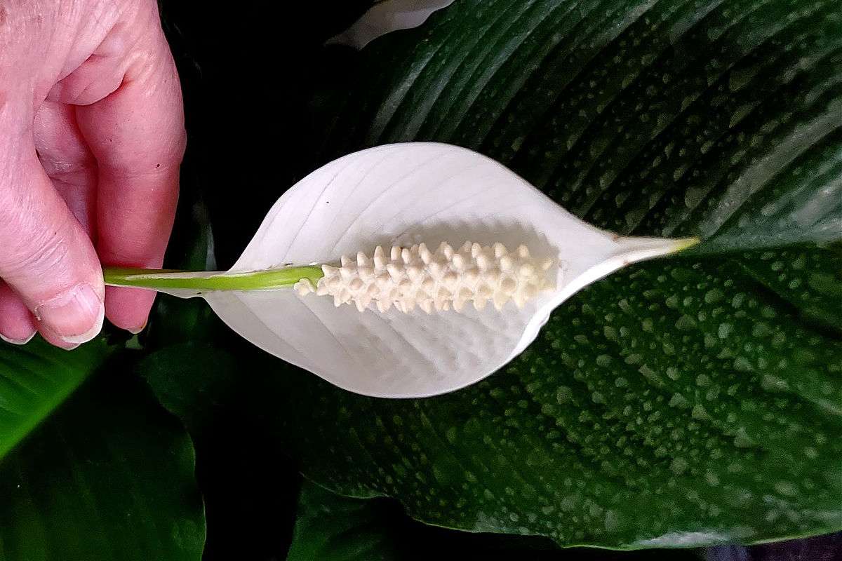 Hand holding a whiet peace lily bloom.