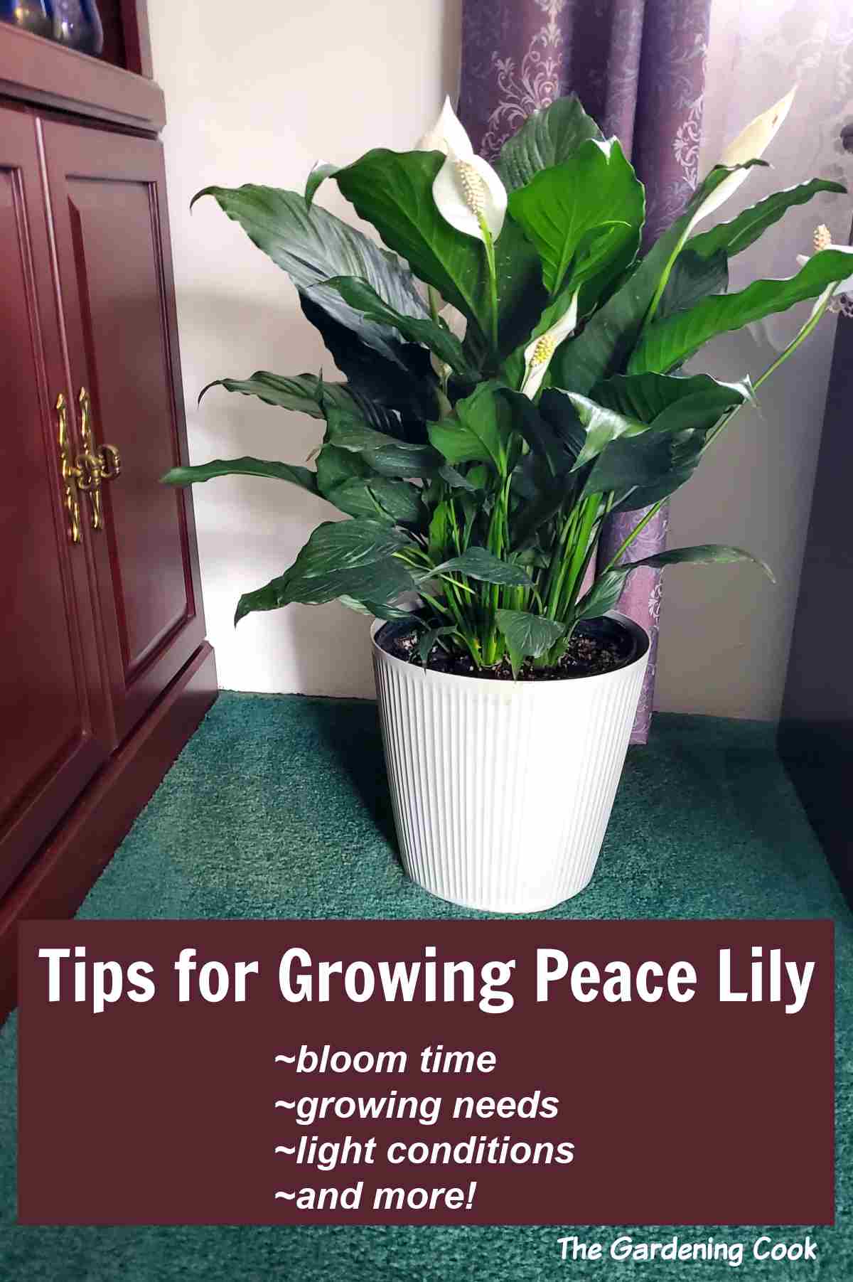 Peace lily in a white pot near a cabinet with text reading tips for Growing Peace Lily.