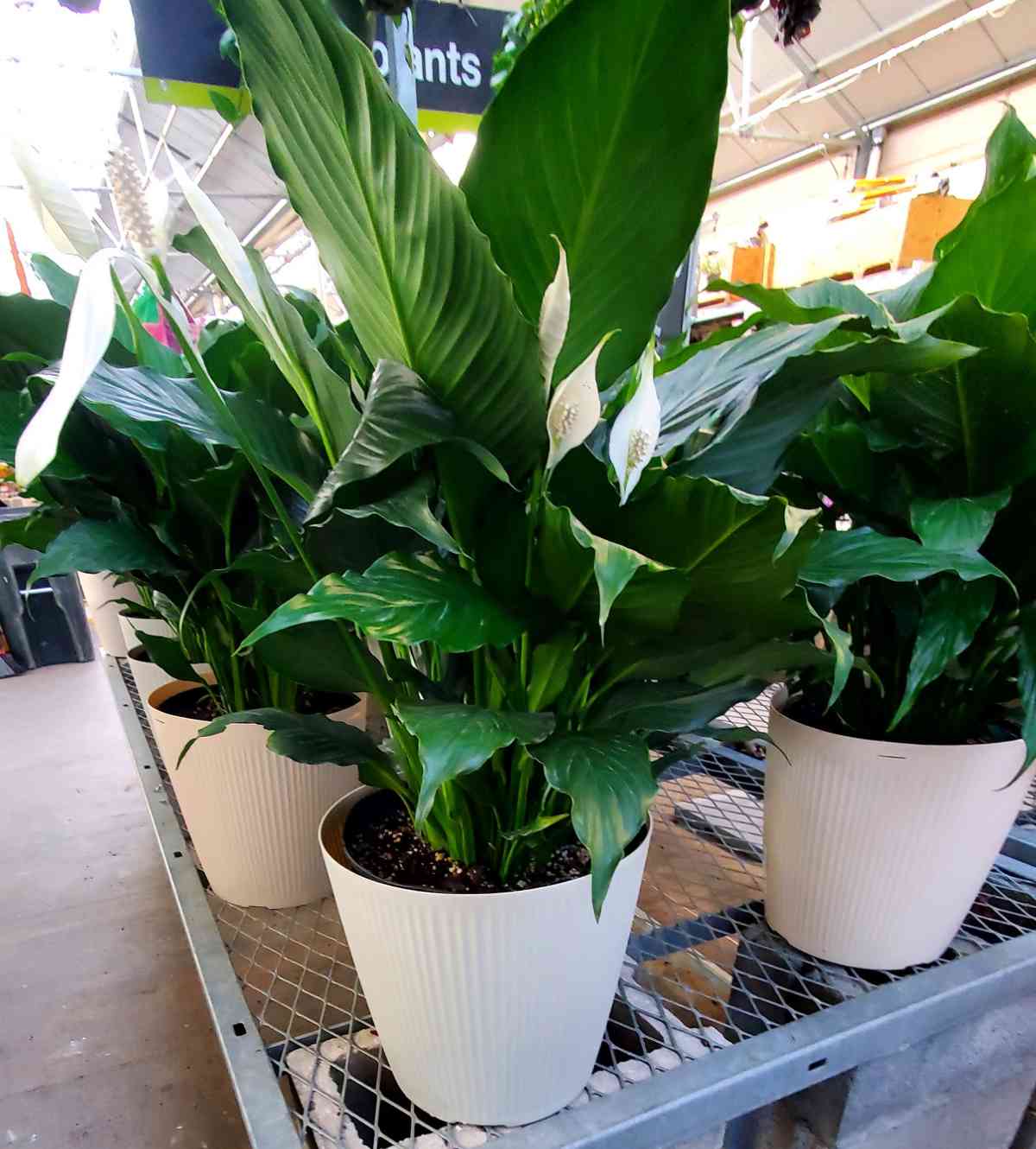 Peace lily plants for sale in white pots.