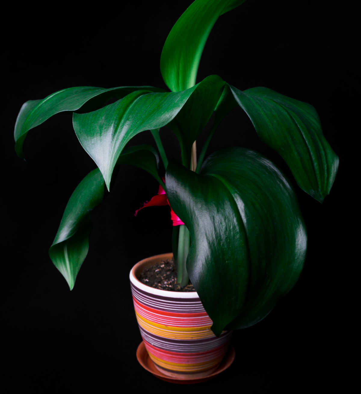 One of the best low light indoor plants - Healthy aspidistra in a stiped pot.