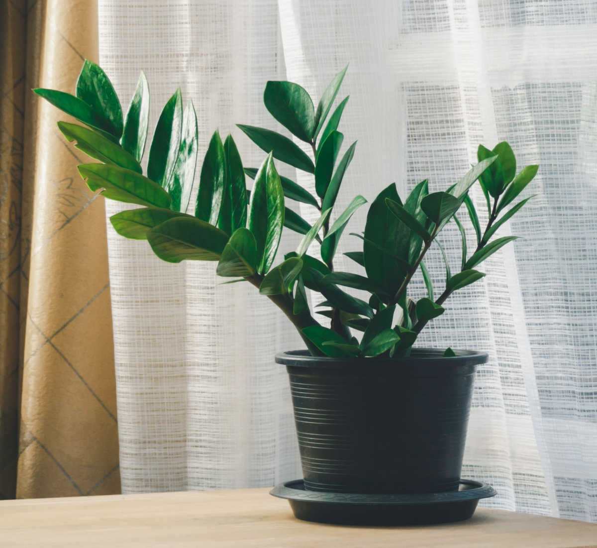 A great low light plant - ZZ plant in a black pot with saucer on a table in front of a curtain.