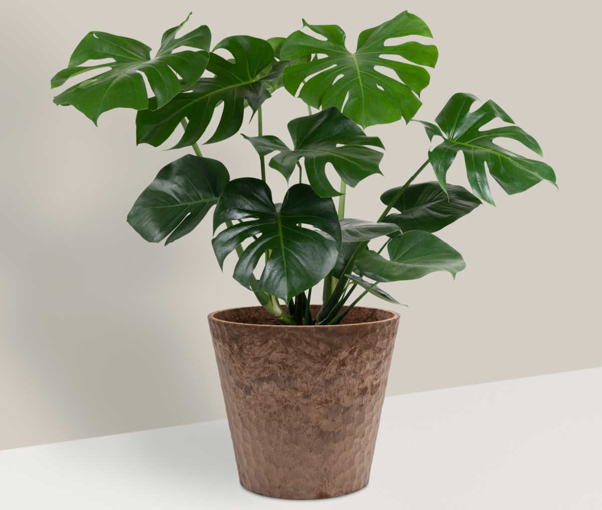 Swiss cheese plant in a brown pot - this plant doesn't mind low light.