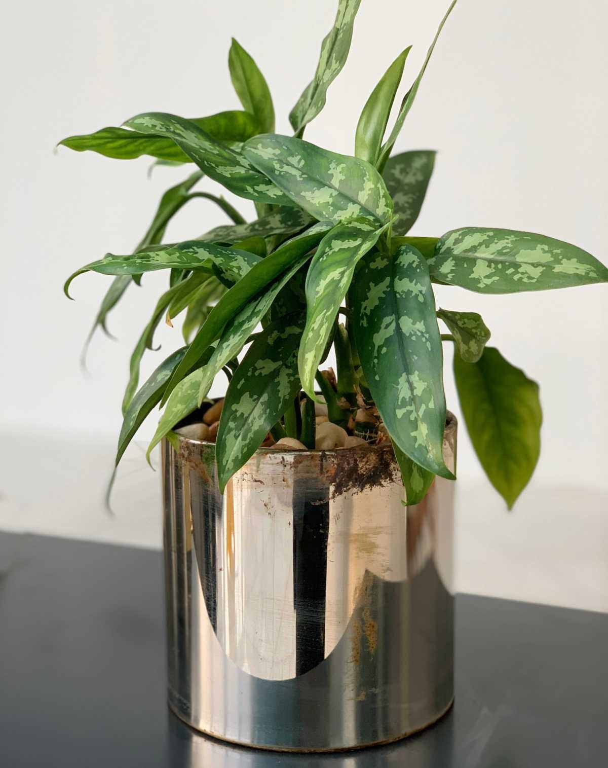 Aglaonema in a shiny gold planter.