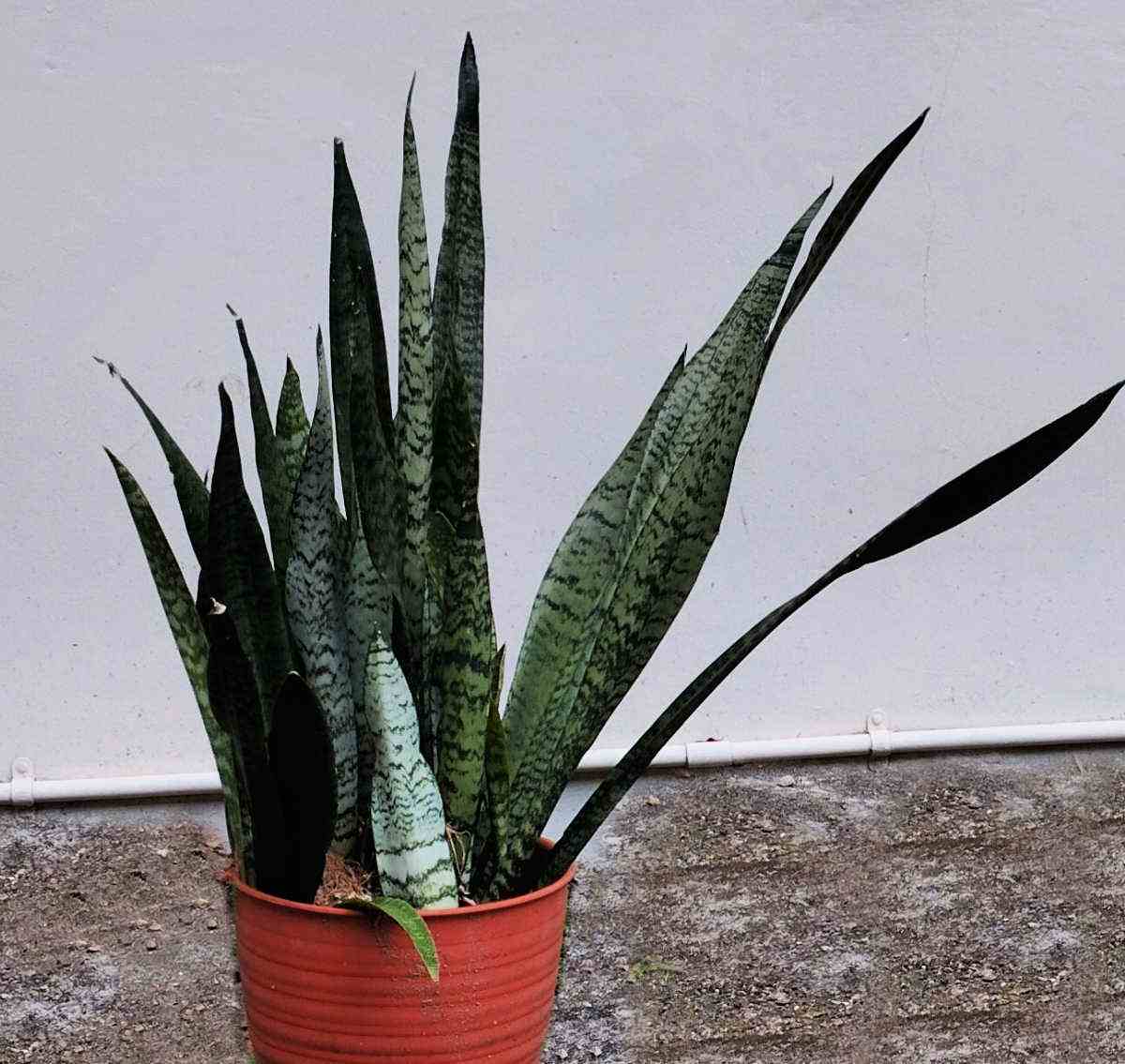 Sansevieria zelyanica in a red pot.