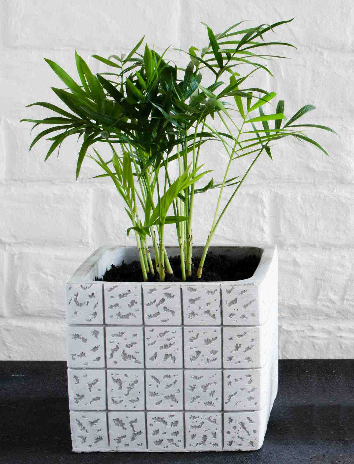 Parlor palm in a textured white pot on a black counter.