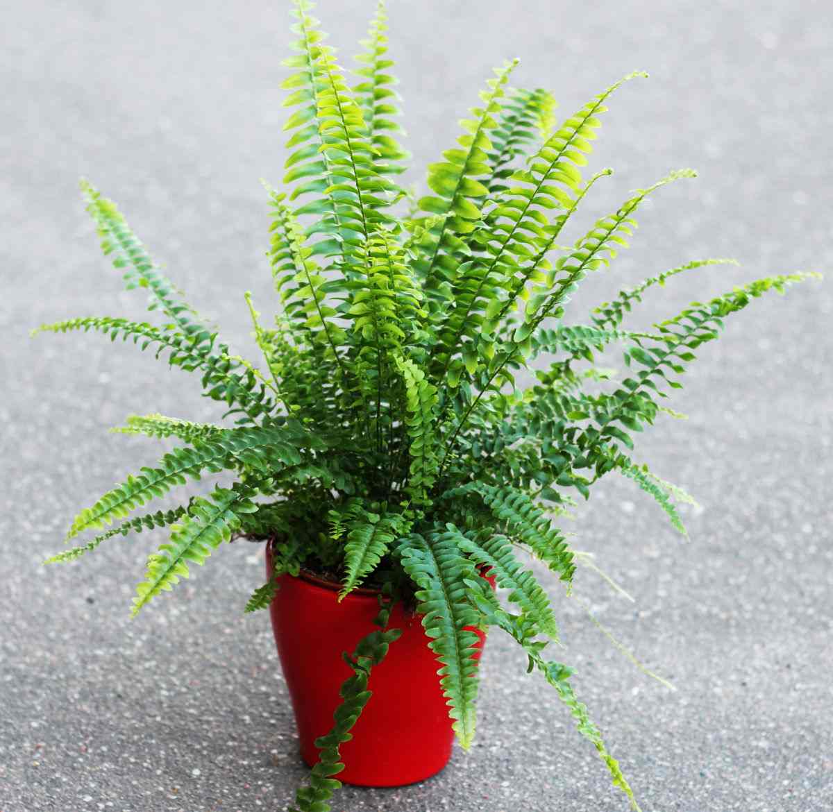 Healthy Boson fern in a red planter.