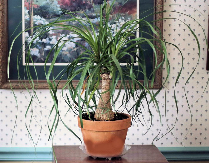 Pony tail palm makes a great focal point plant