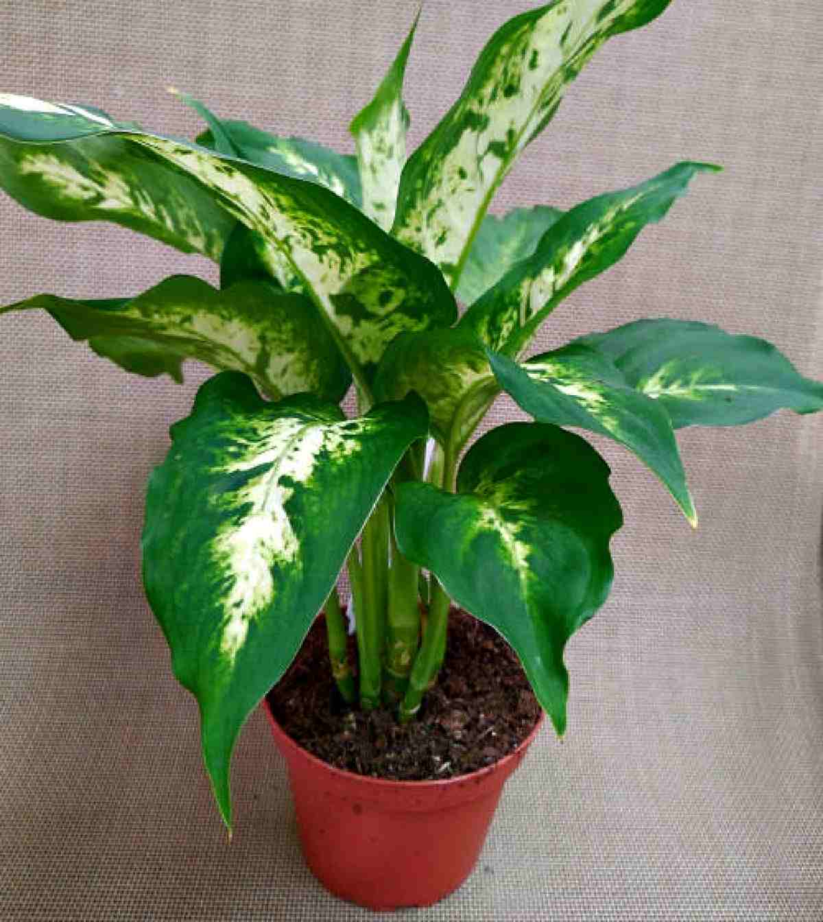 Dieffenbachia plant in a red pot.