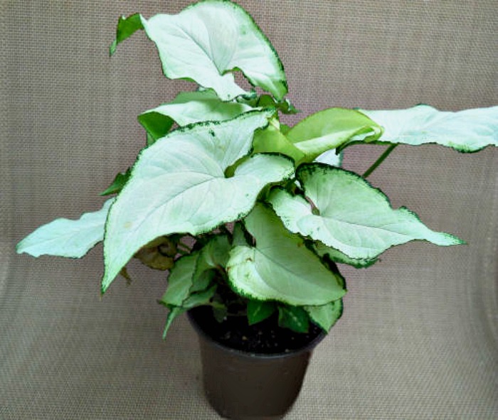 Arrowhead plant in a black container