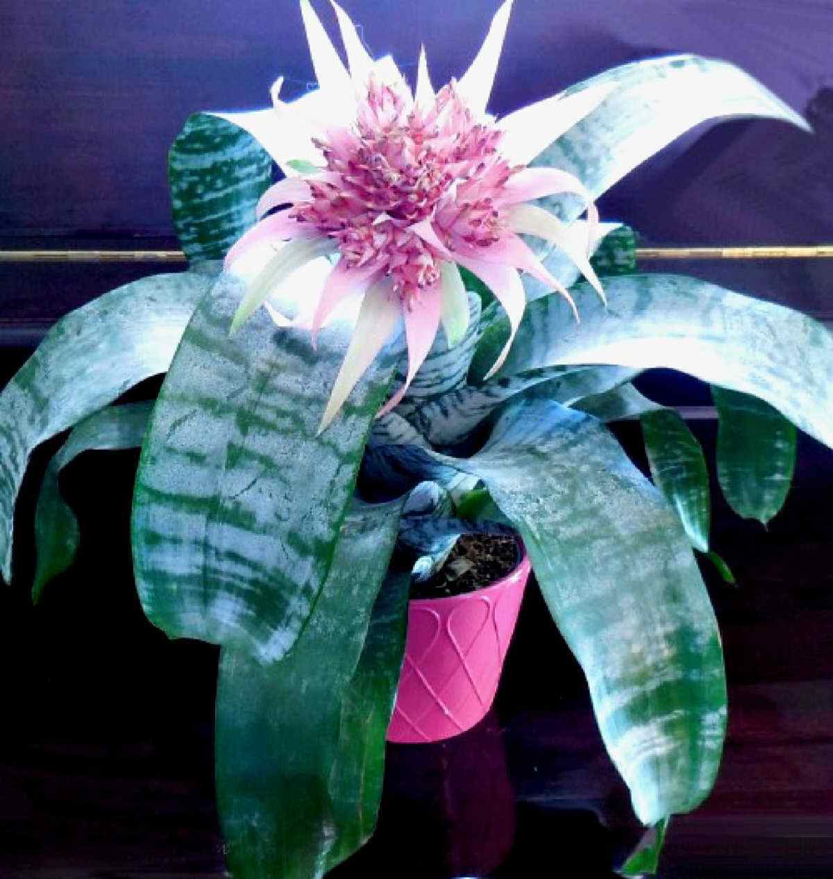 Bromeliad plant with a pink flower.