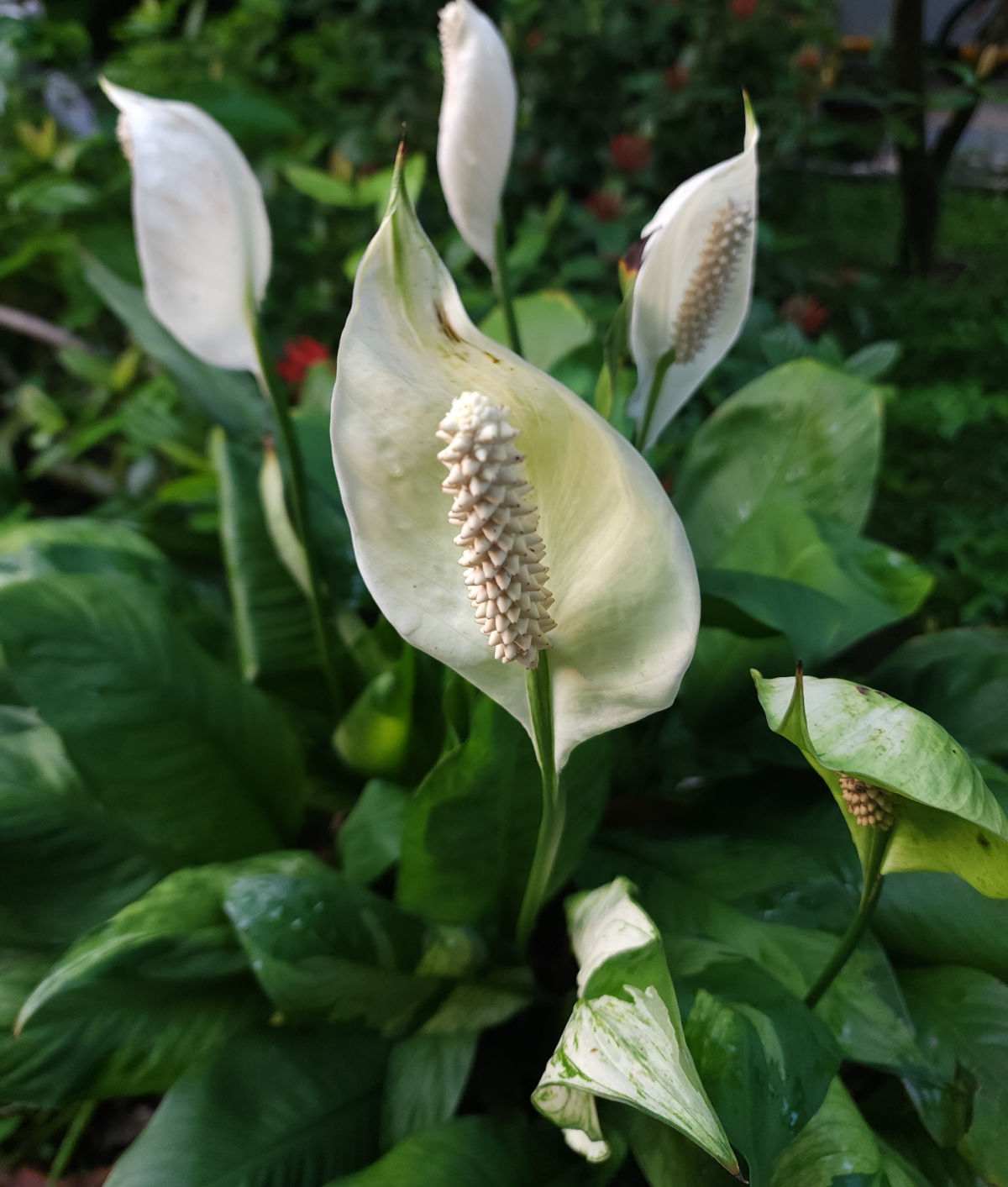 Flowers of a peace lily.