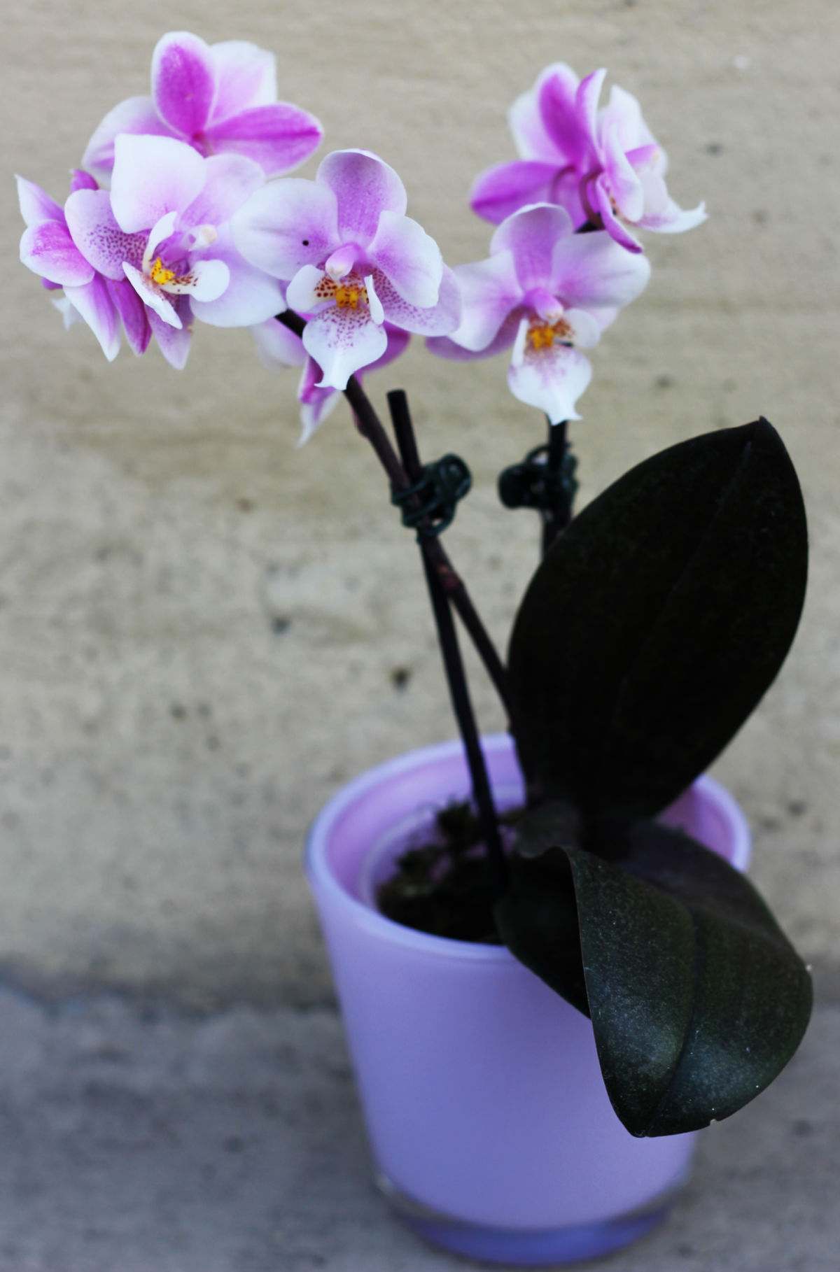 Moth orchid in flower in a purple pot.