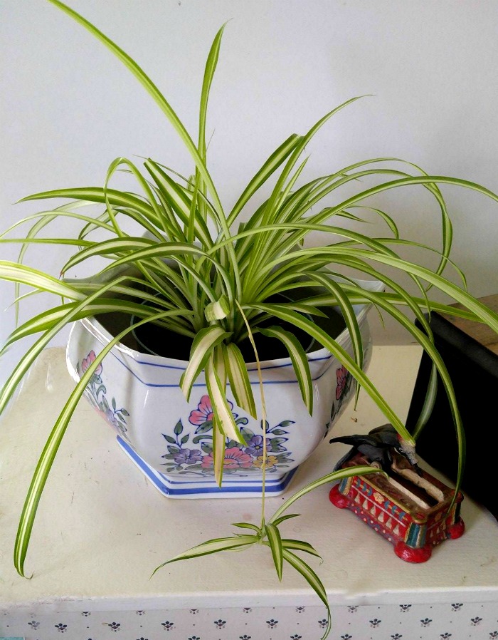 Spider plant in a flowered pot near a toothpick holder.