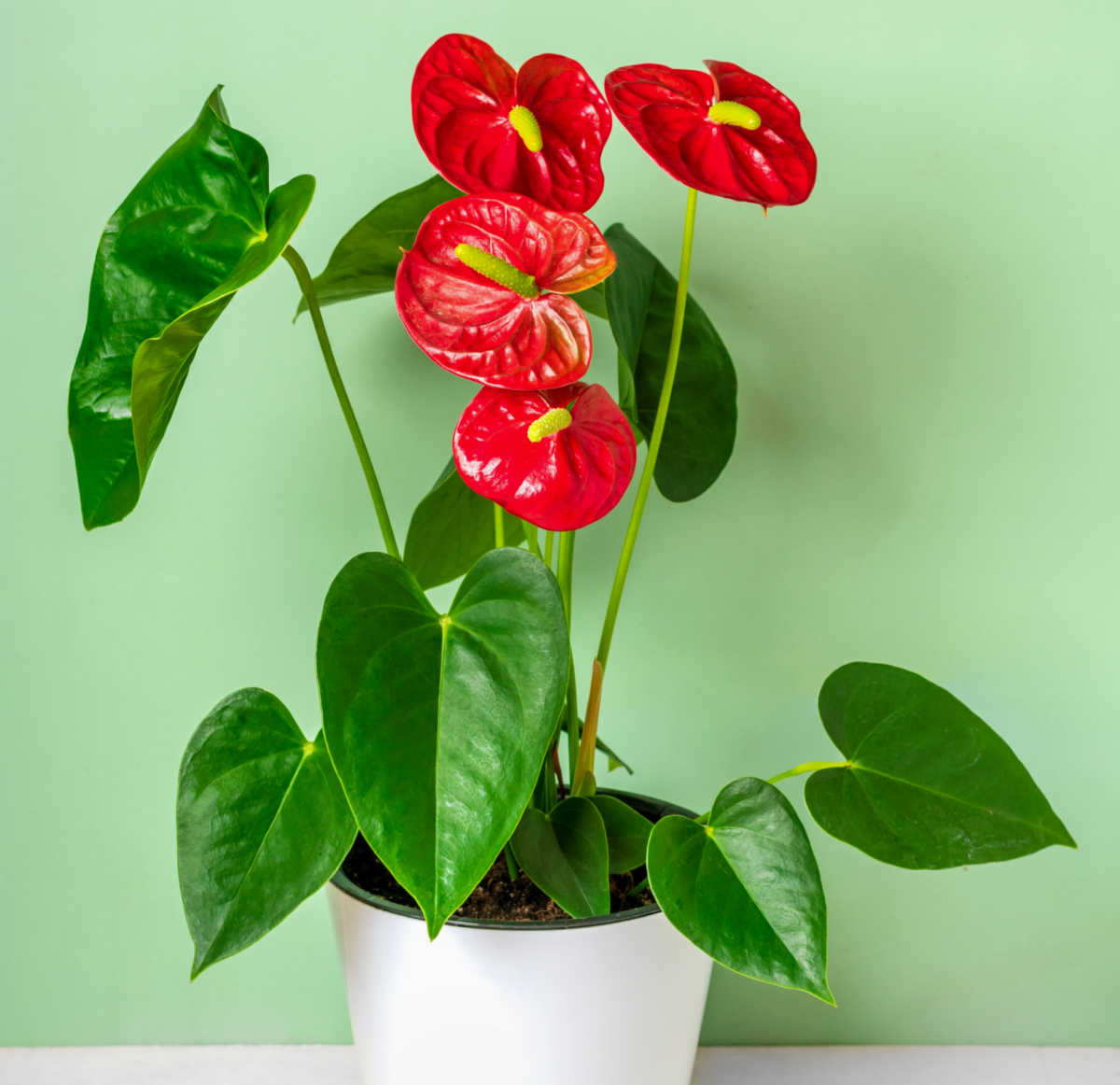 Anthurium in flower in a white planter.