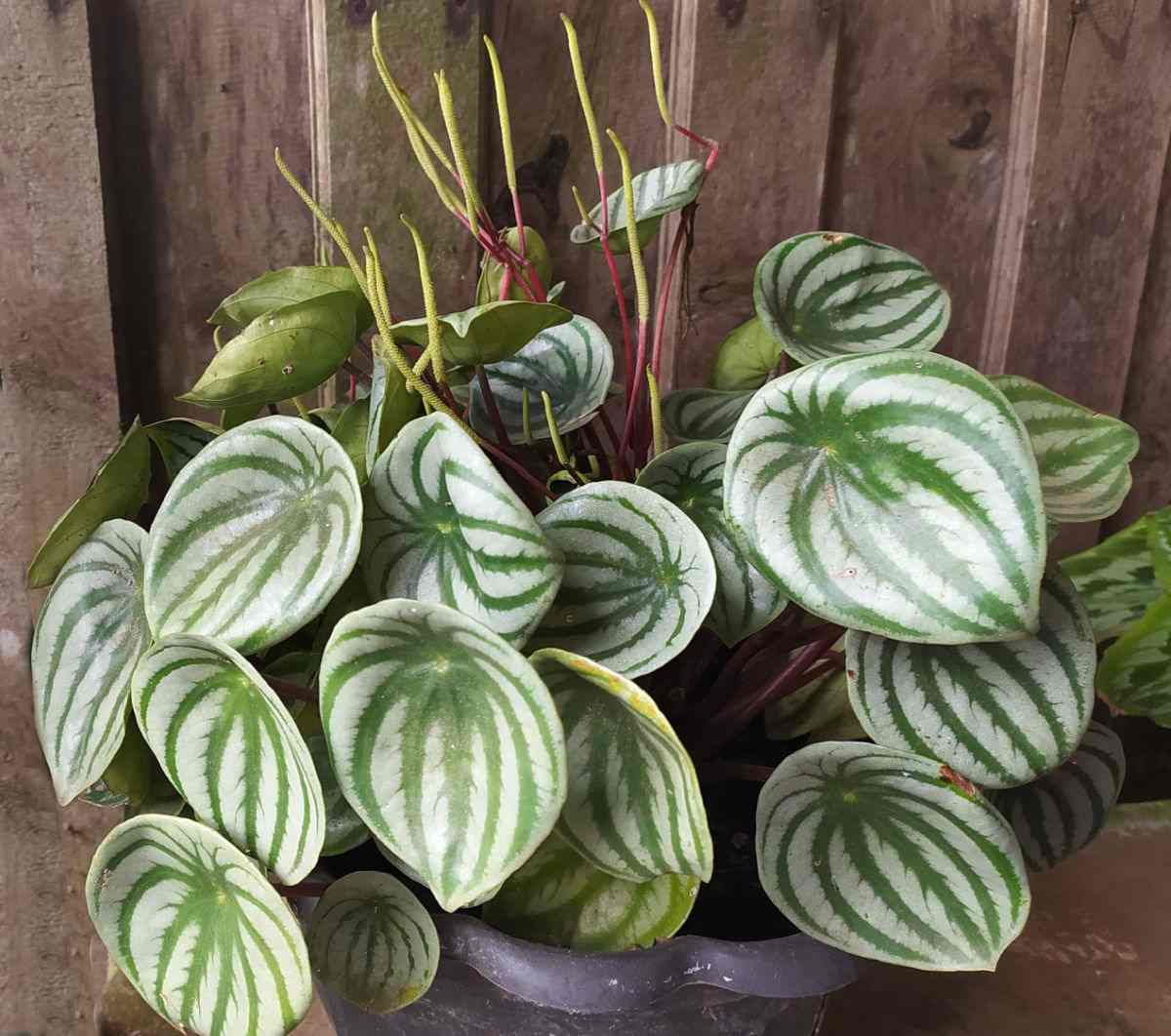 Watermelon peperomia in a planter.