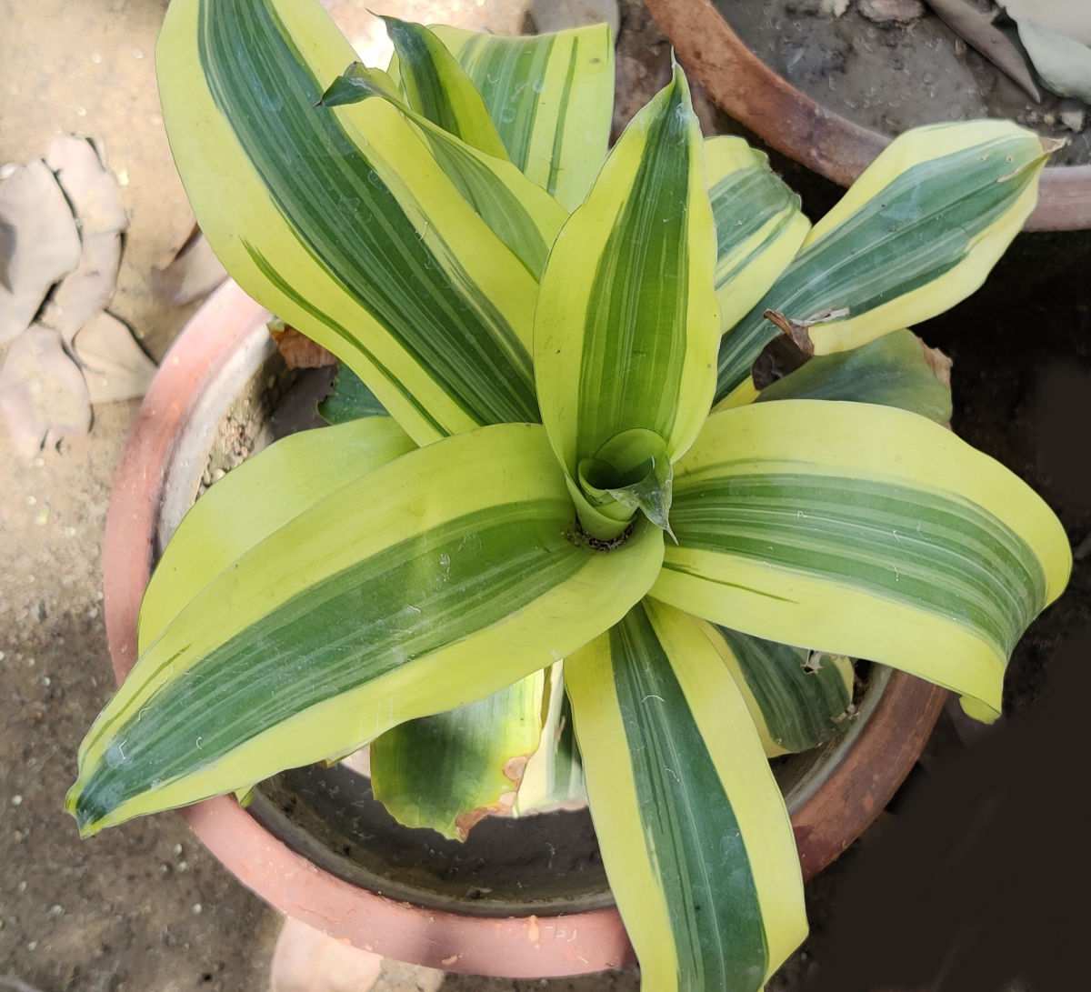 Dracaena fragrans in a terra cotta pot.