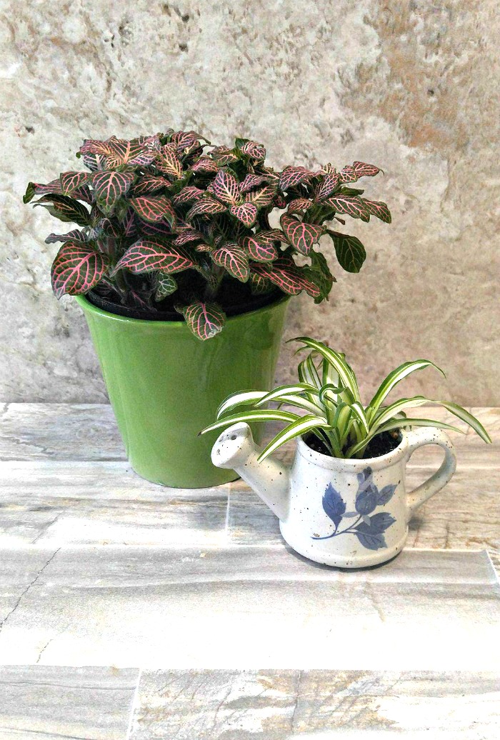 Growing Fittonia albivenis