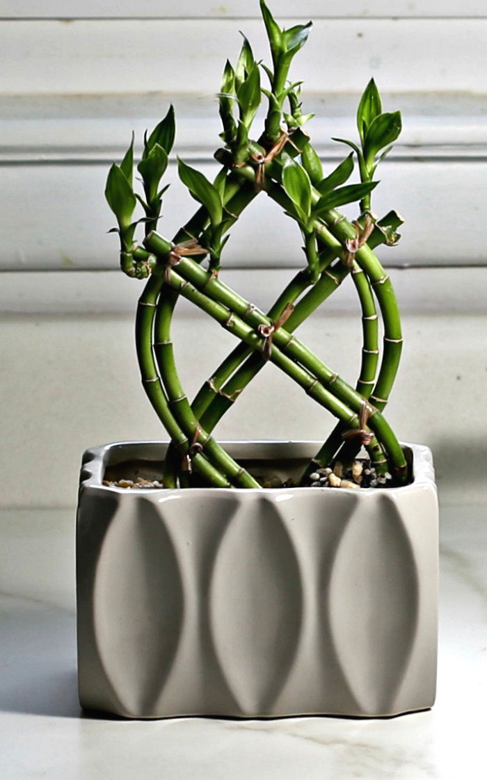 Lucky bamboo plant