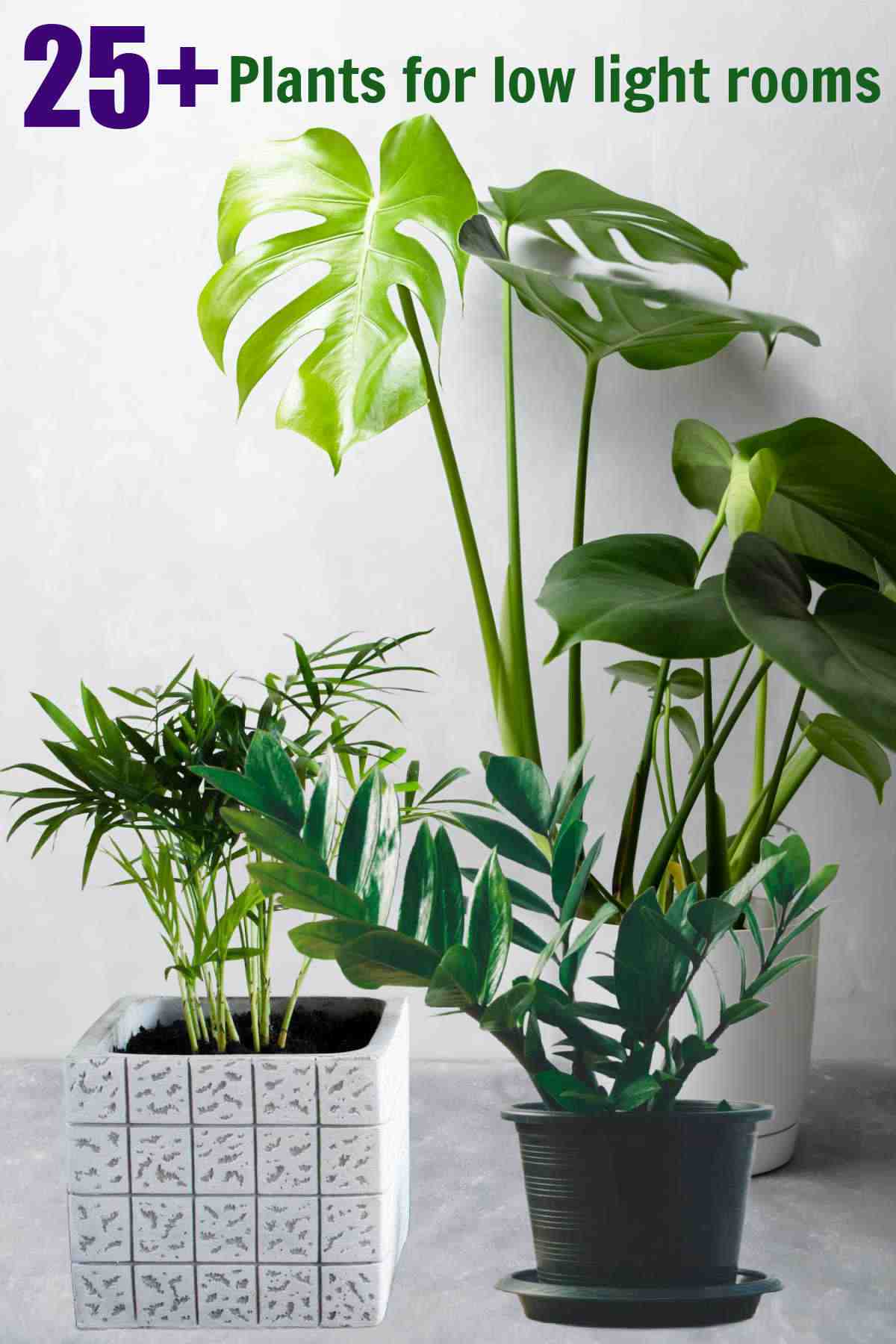 Monstera, parlor palm and zz plant with words 25+ plants for low light rooms.