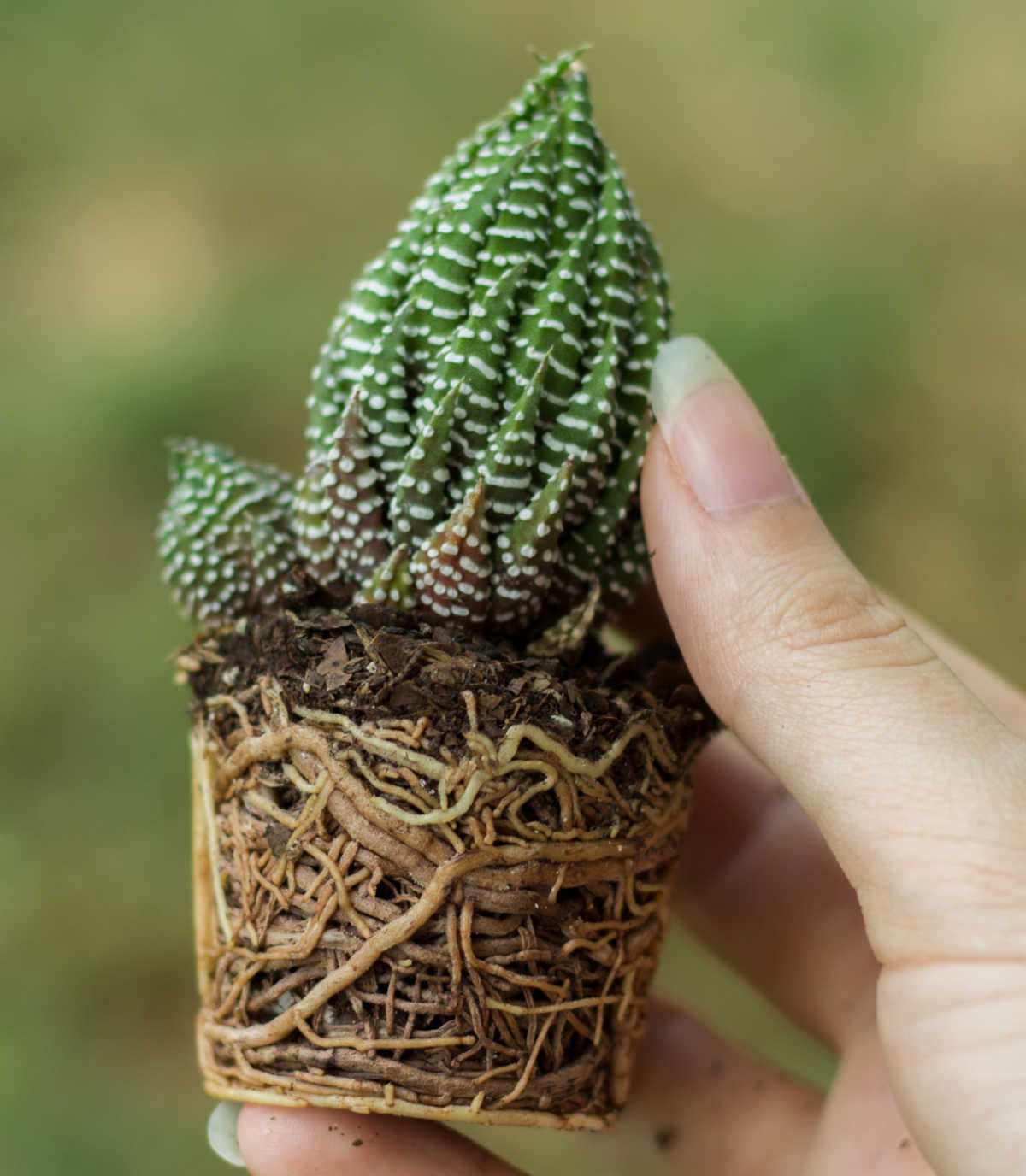 Woman holding a root bound showing that a succulent needs repotting.