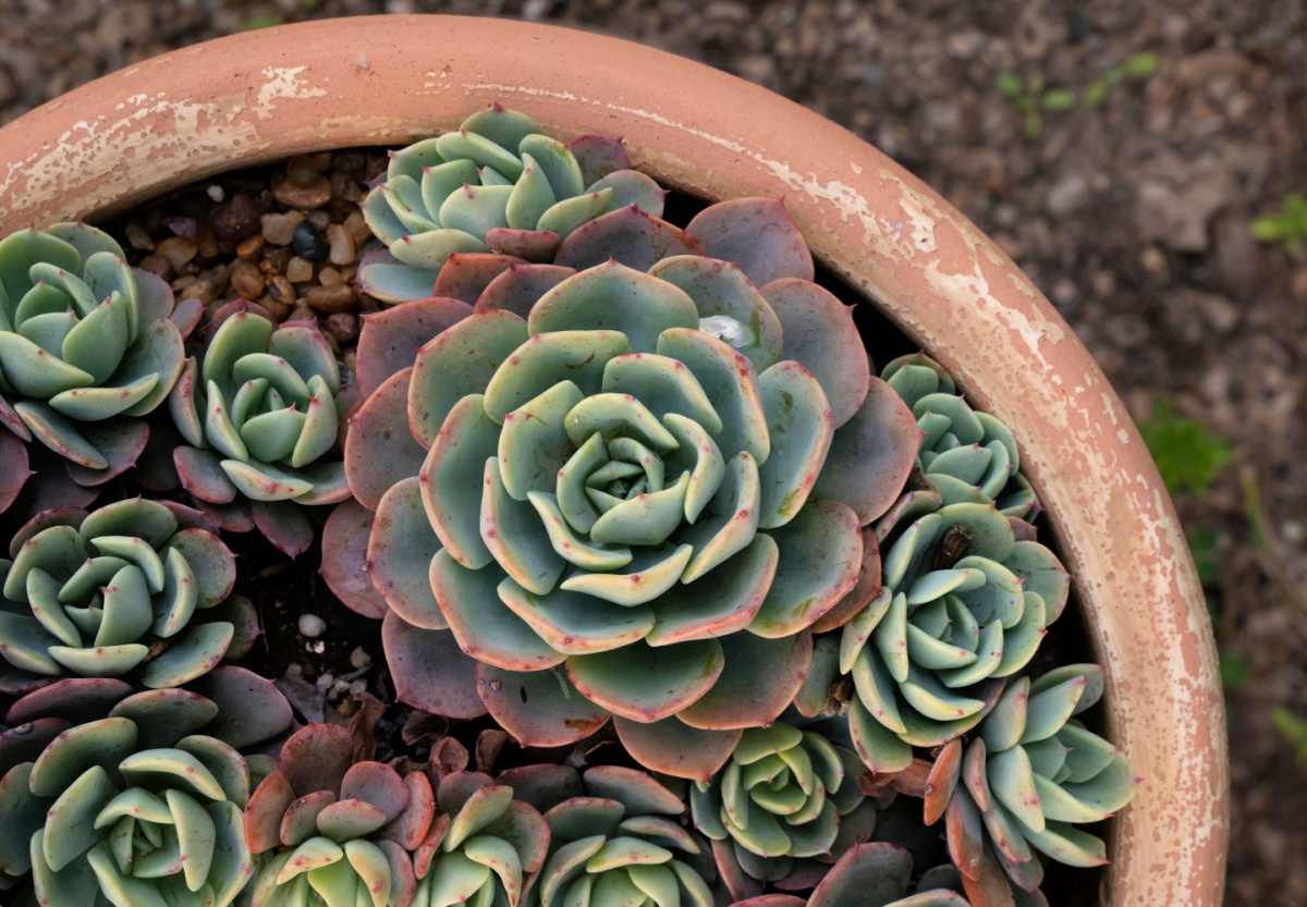 Succulent with many offsets in a pot.