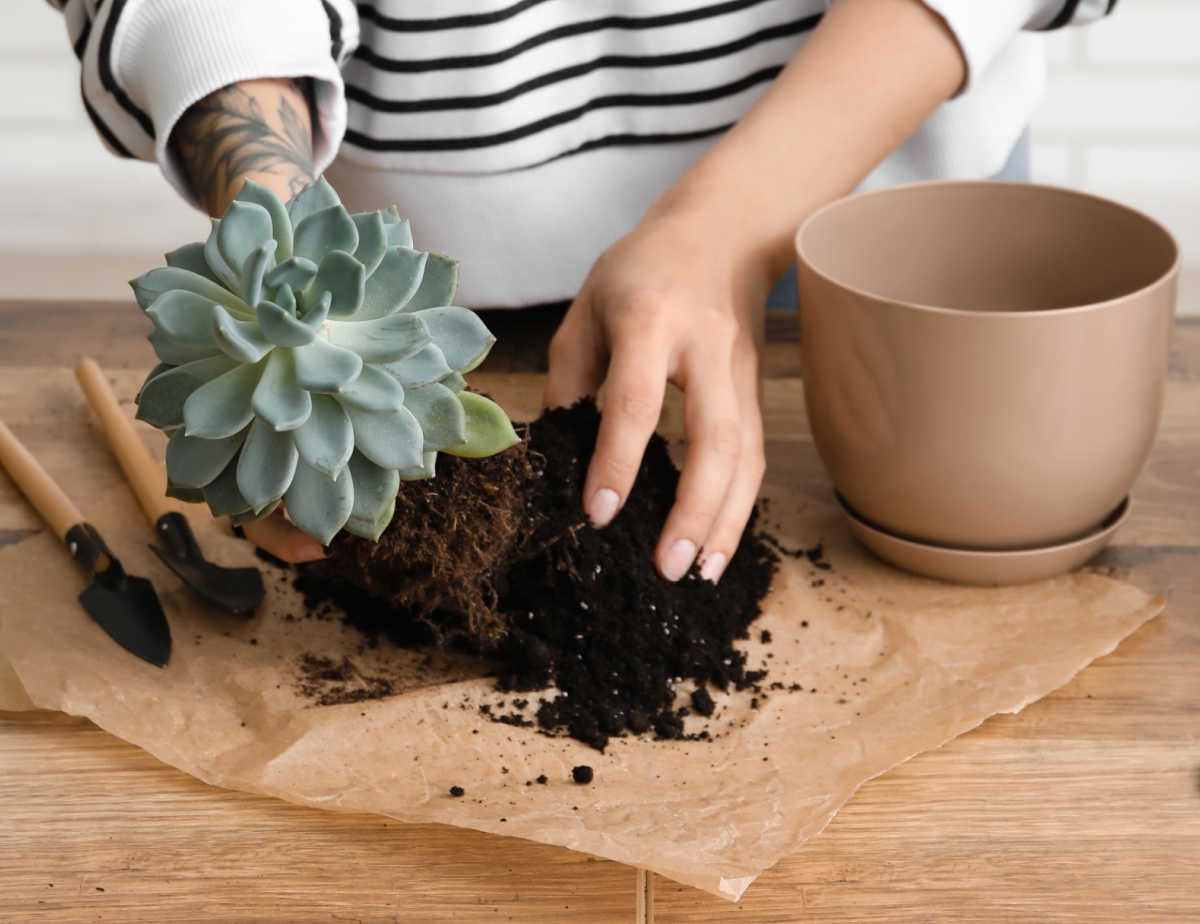 Adding fresh soil to a pot before potting a succulent.