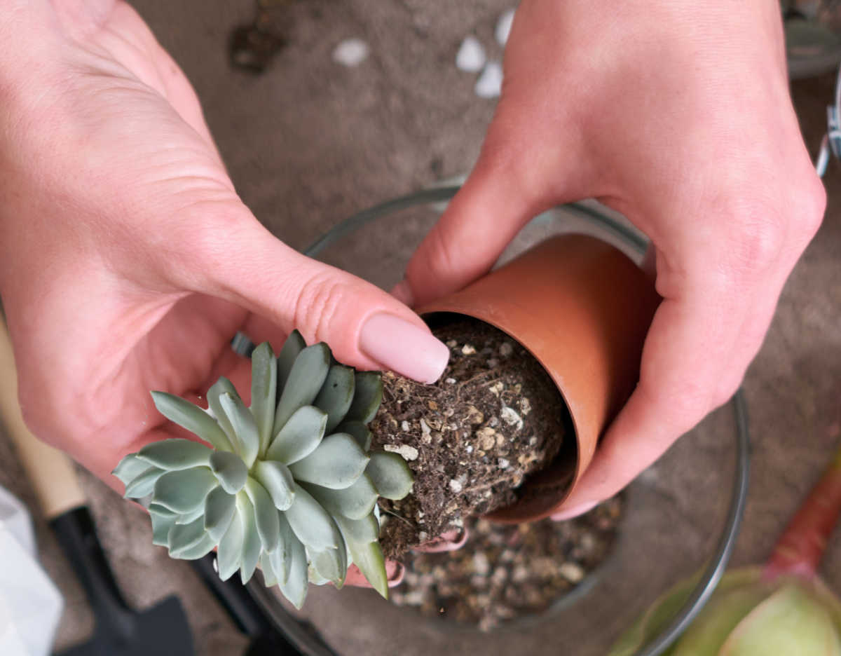 Woman removing a succulent from its pot before repotting a succculent.