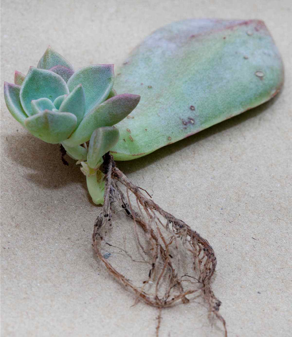 Succulent leaf with baby that has rooted.