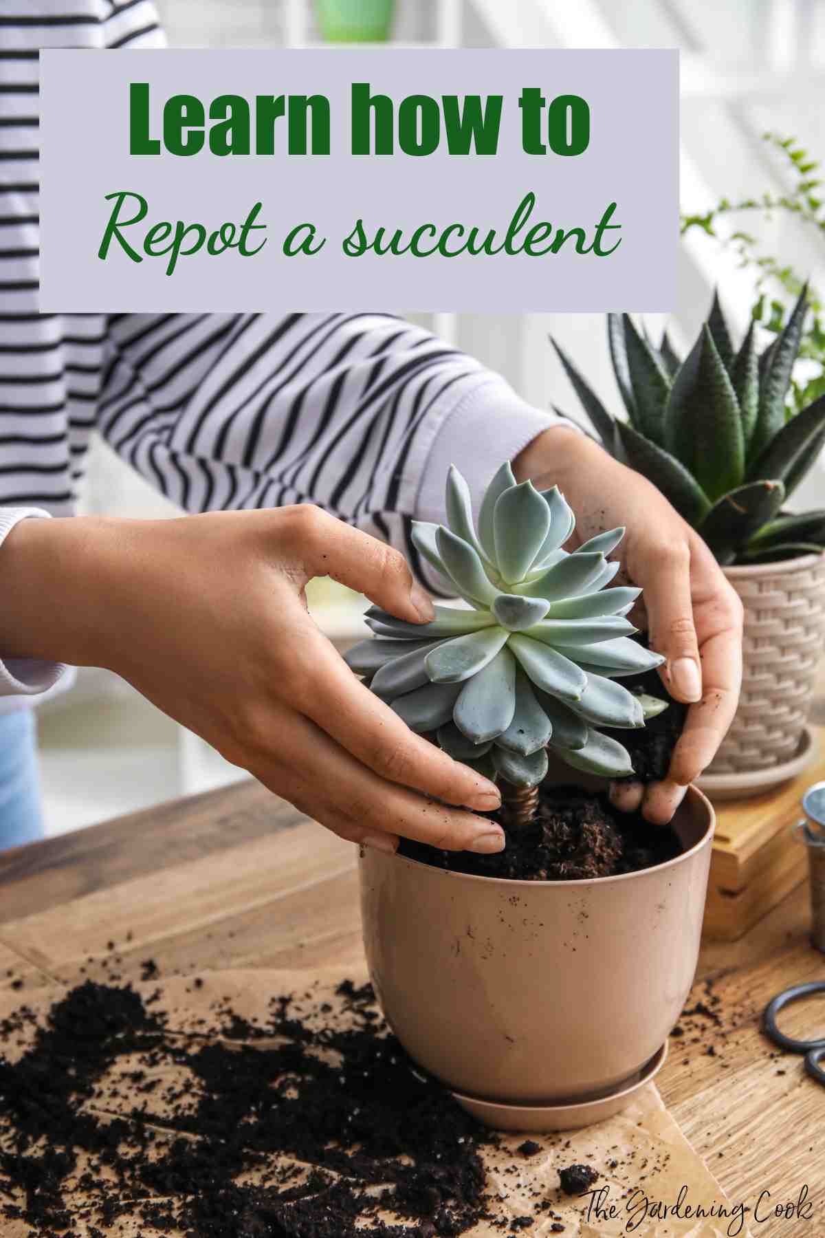 Woman holding a succulent near a pot and soil and words Learn how to repot a succulent.