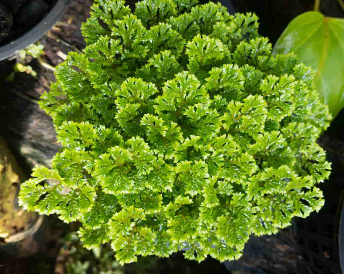 Overview of frosty fern plant.