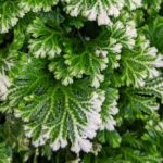 Selaginella Kraussiana & Selaginella Martensii