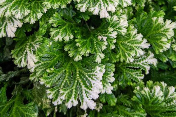 Selaginella Kraussiana & Selaginella Martensii