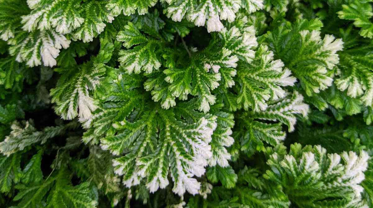 Selaginella Kraussiana & Selaginella Martensii