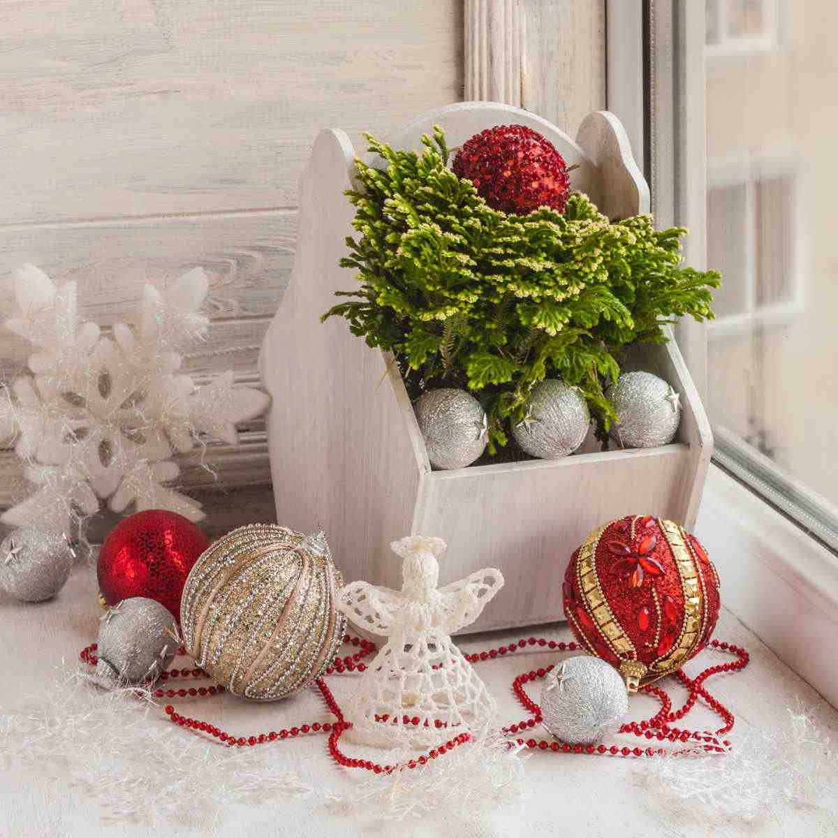 Selaginella martensii in a white box with Christmas decorations.