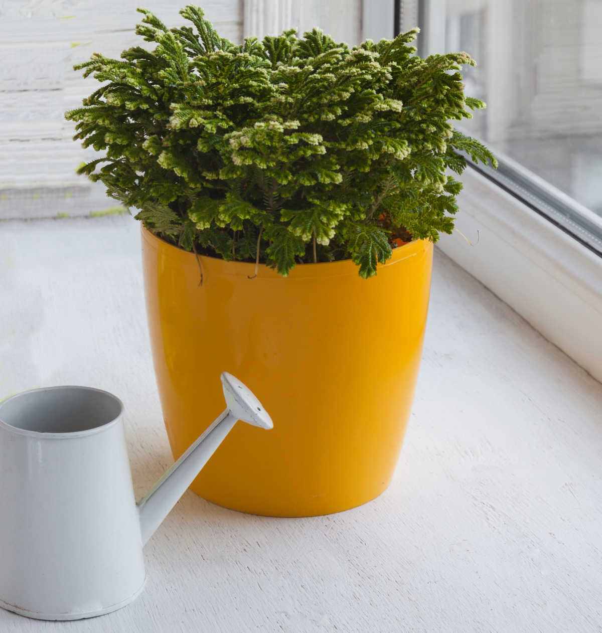 White watering can and frosty fern plant.