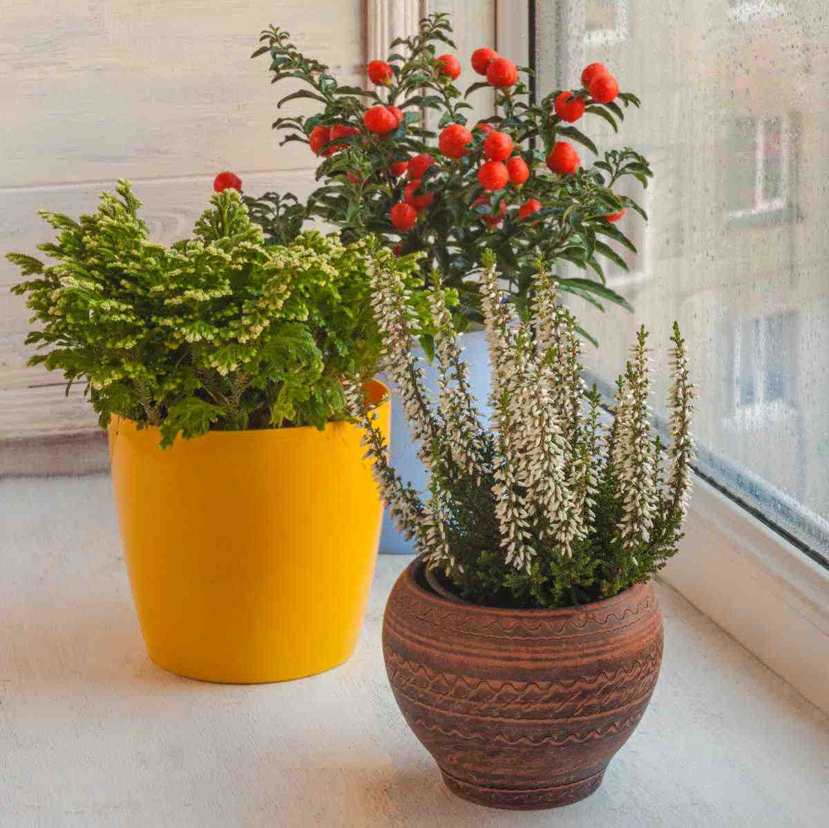 Group of ornamental plants, including frosty fern.